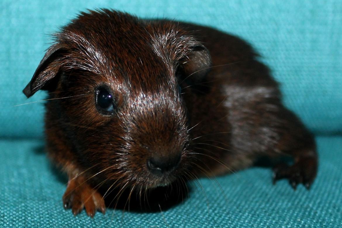 Marsvin Koreskas OCEAN EMMA billede 7