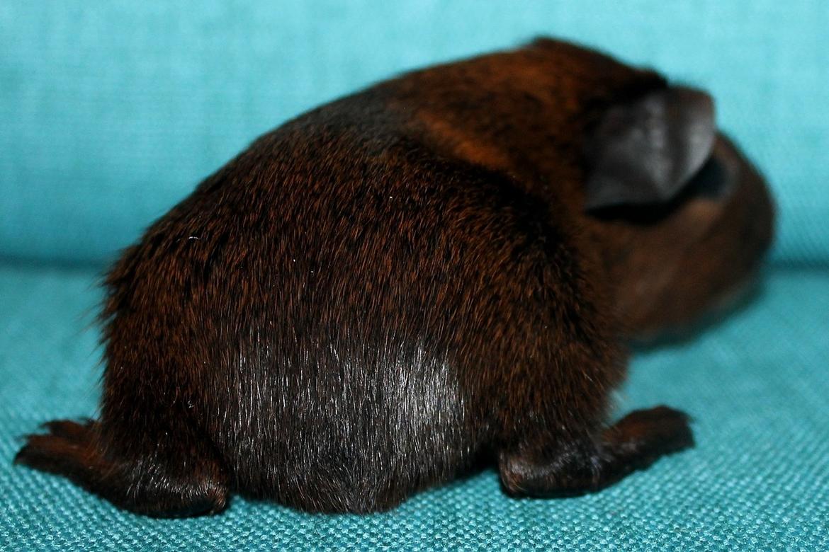 Marsvin Koreskas OCEAN EMMA billede 8