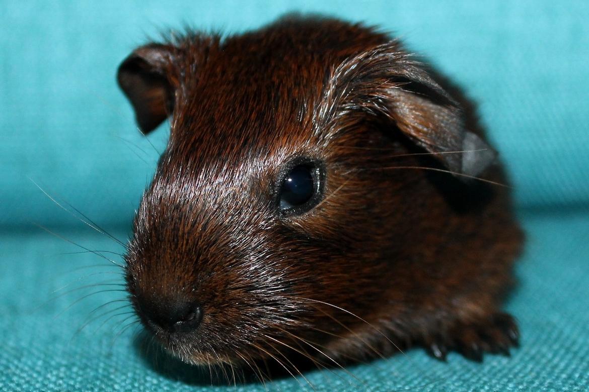 Marsvin Koreskas OCEAN EMMA billede 4