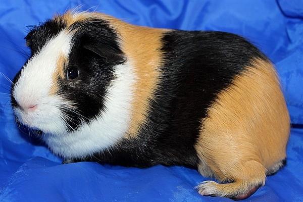 Marsvin Muffes 3-FASH billede 4