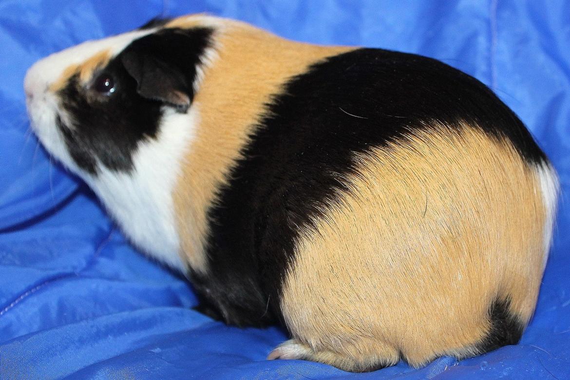 Marsvin Muffes 3-FASH billede 7