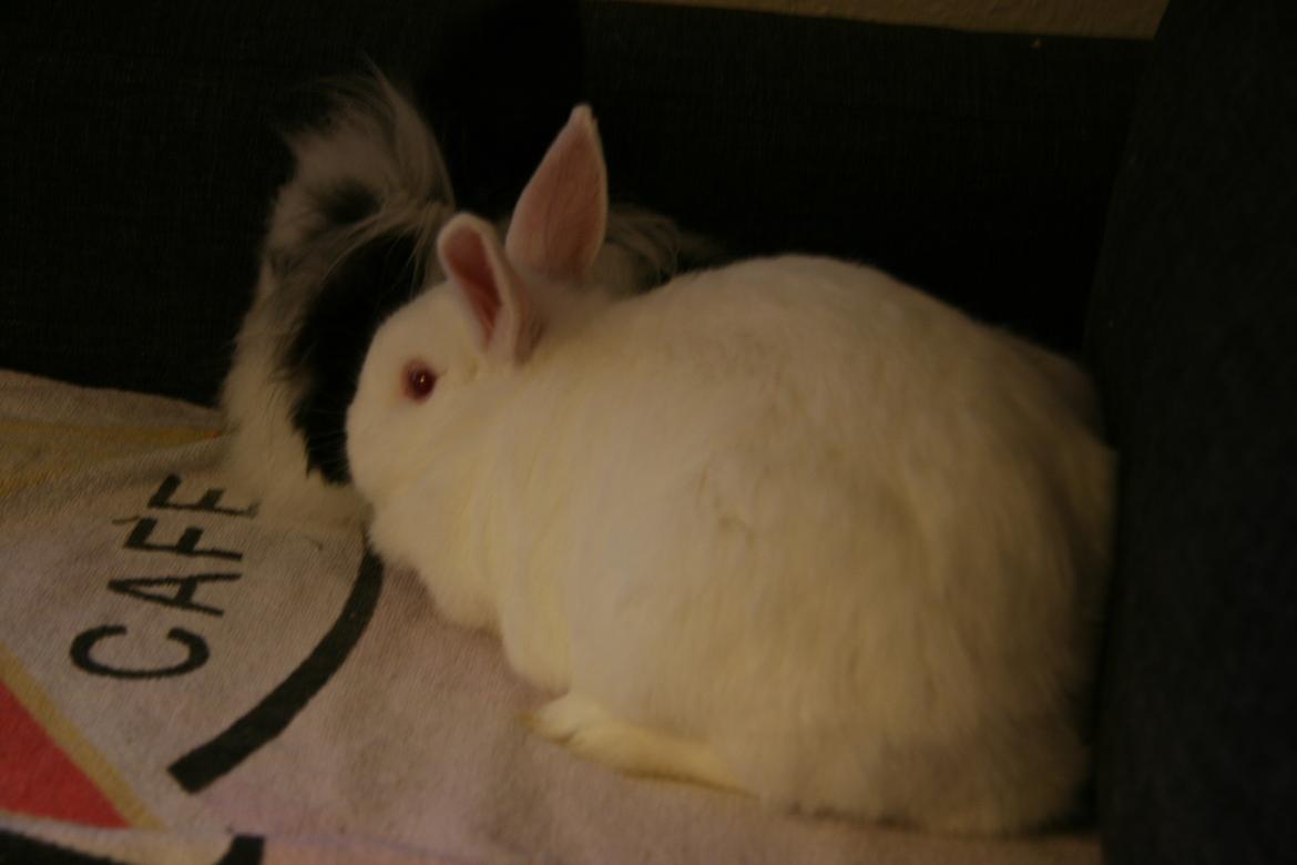 Kanin Fister billede 6