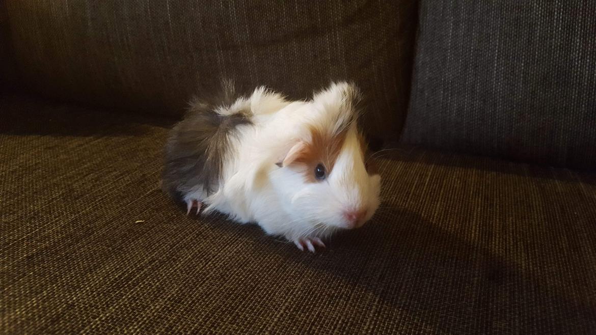 Marsvin Wilma billede 5