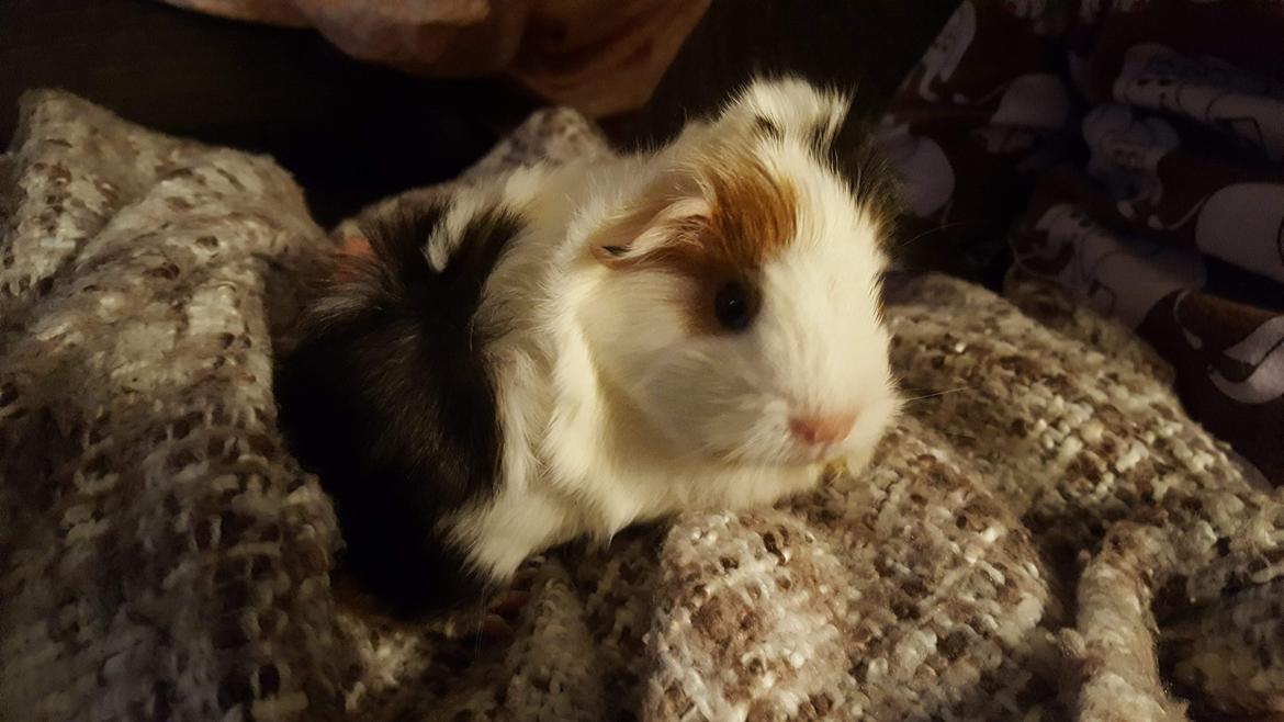 Marsvin Wilma billede 7