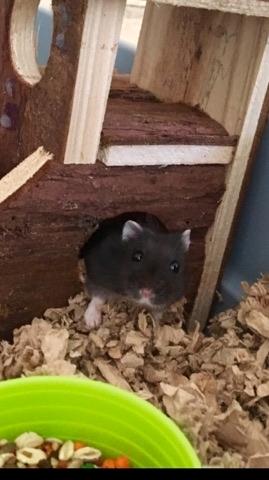 Dværghamster Bertram billede 5