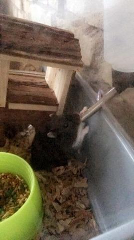 Dværghamster Bertram billede 7