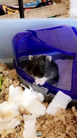 Dværghamster Bertram - Bertram er vild med nyt sand i sandkassen billede 8