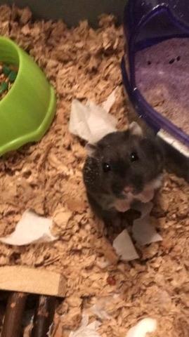 Dværghamster Bertram billede 9