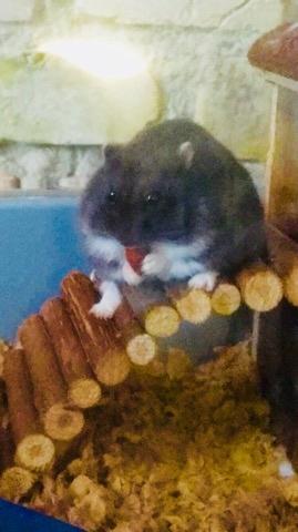 Dværghamster Bertram - Nogle vinkler er bedre end andre.  billede 10