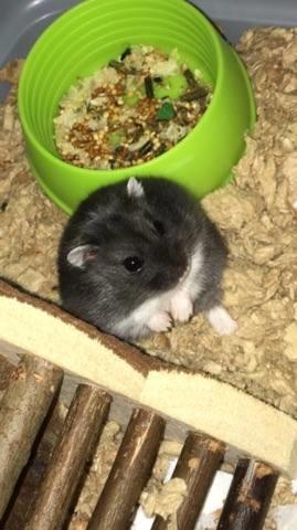 Dværghamster Bertram billede 11
