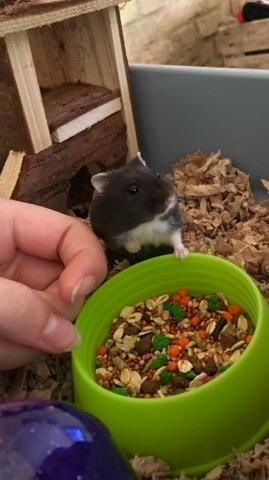 Dværghamster Bertram billede 12