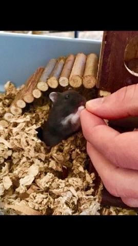 Dværghamster Bertram billede 13
