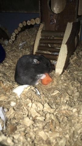 Dværghamster Bertram - Han elsker gulerødder billede 6