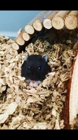 Dværghamster Bertram - Hej til Bertram  billede 4