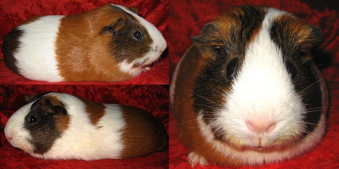 Marsvin PYT fra Børgesens Dyrehandel billede 1