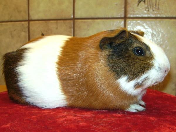 Marsvin PYT fra Børgesens Dyrehandel billede 2