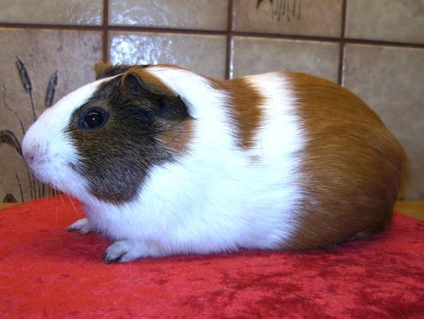 Marsvin PYT fra Børgesens Dyrehandel billede 4