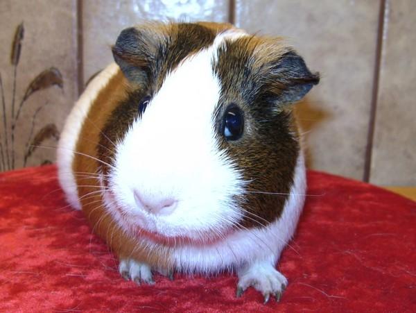 Marsvin PYT fra Børgesens Dyrehandel billede 3