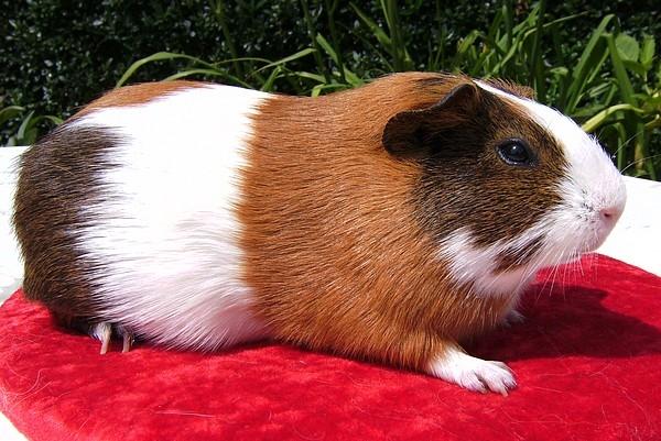 Marsvin PYT fra Børgesens Dyrehandel billede 6