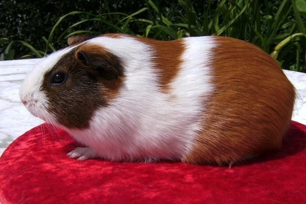 Marsvin PYT fra Børgesens Dyrehandel billede 5