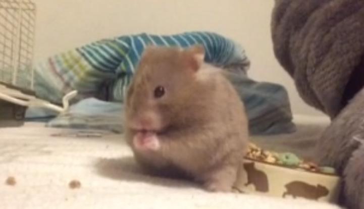 Hamster Dronning Dagmar billede 1