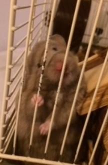 Hamster Dronning Dagmar billede 2