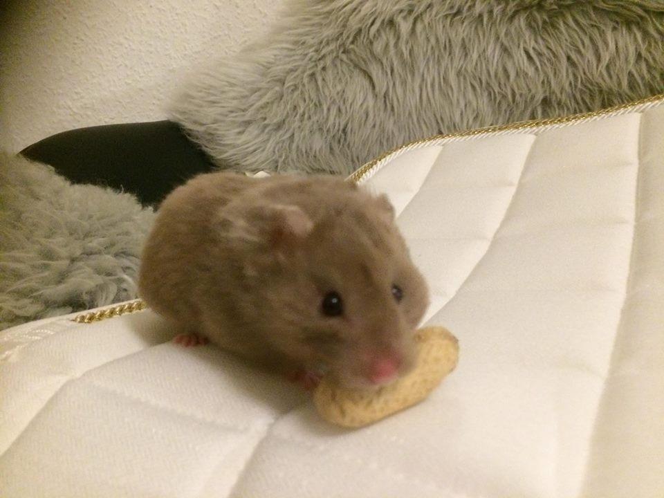 Hamster Dronning Dagmar billede 6