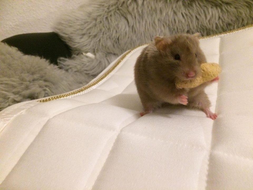 Hamster Dronning Dagmar billede 7