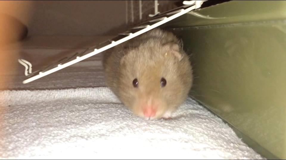 Hamster Dronning Dagmar billede 9