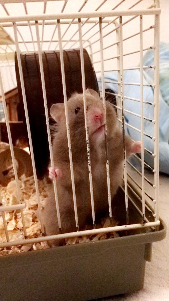 Hamster Dronning Dagmar billede 3