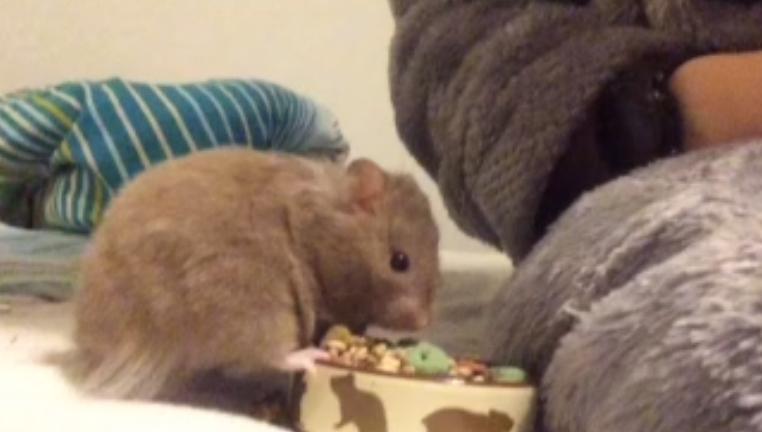 Hamster Dronning Dagmar billede 10