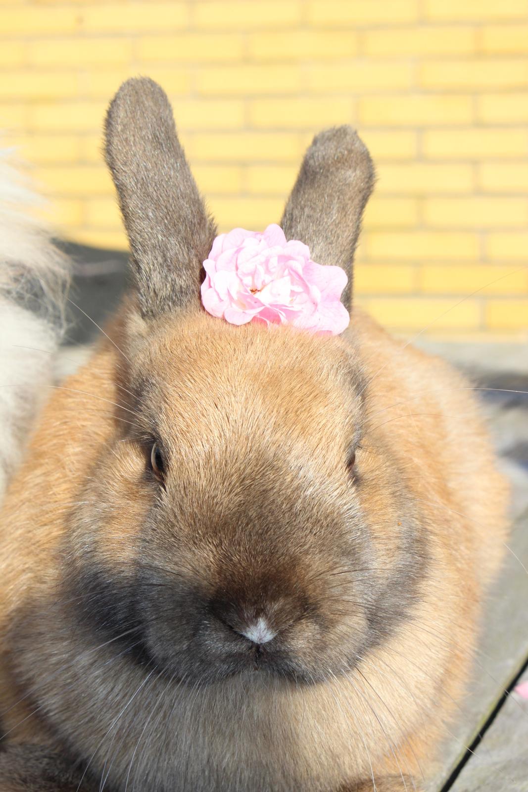 Kanin Lunte billede 3