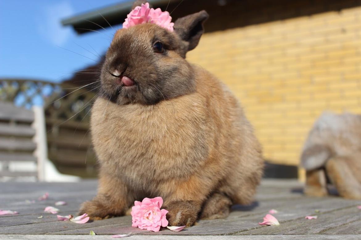 Kanin Lunte billede 2