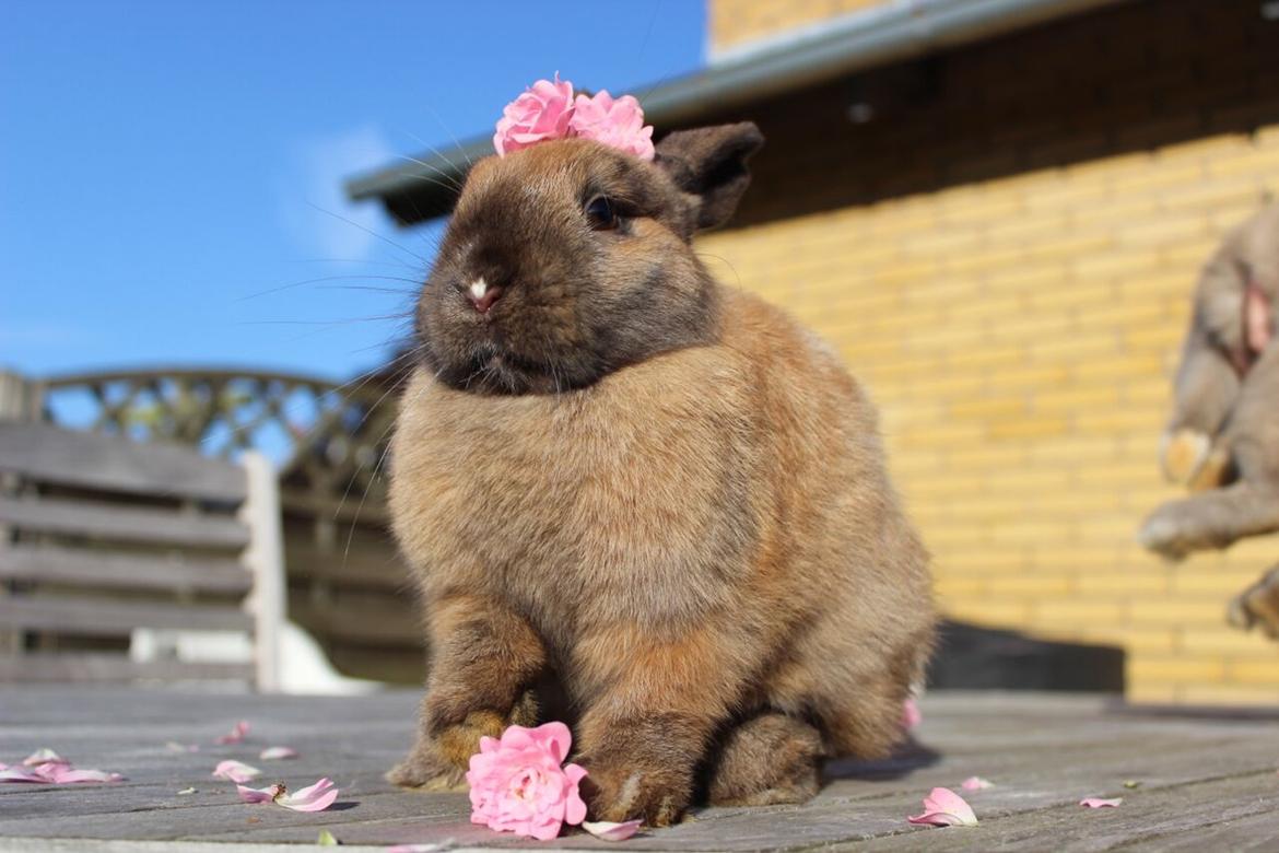 Kanin Lunte billede 1