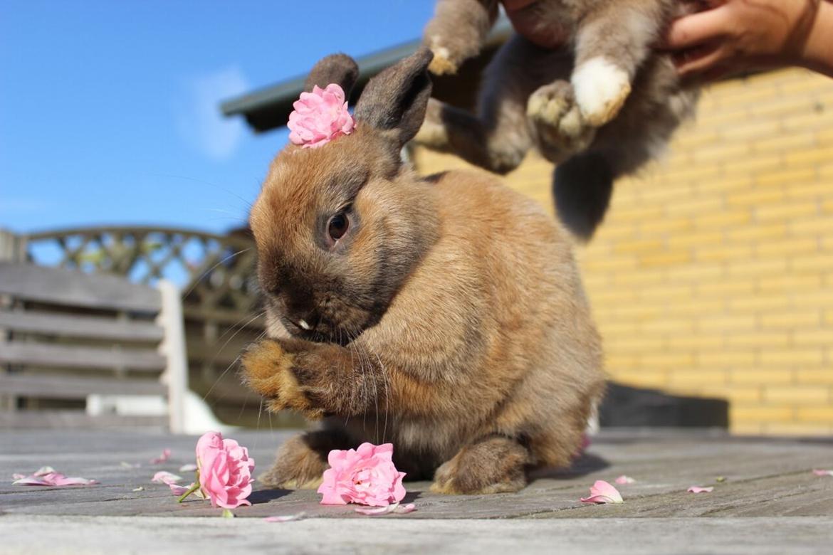 Kanin Lunte billede 5