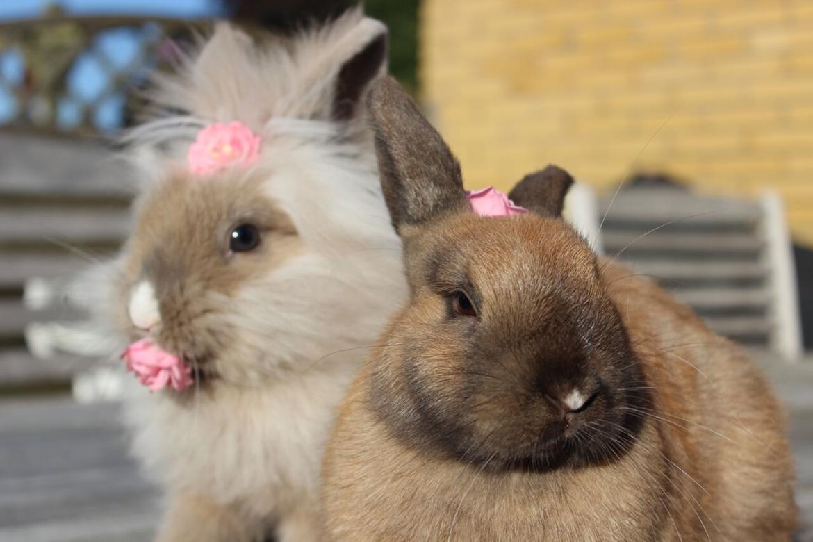 Kanin Lunte billede 4