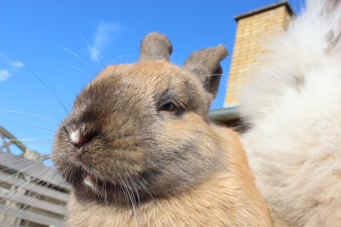 Kanin Lunte billede 7
