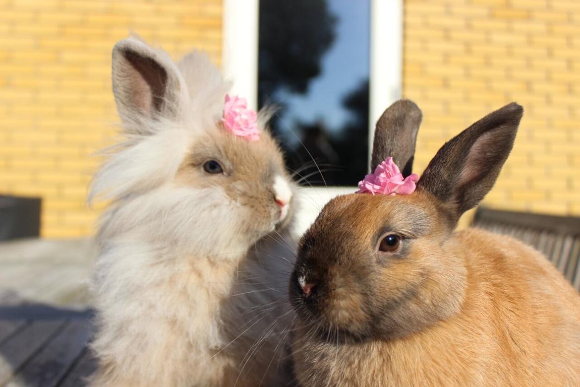 Kanin Lunte billede 8