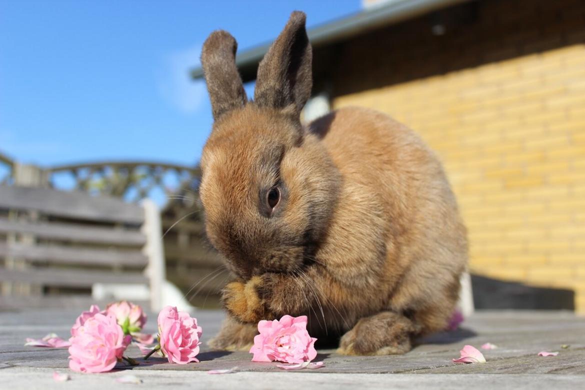 Kanin Lunte billede 6