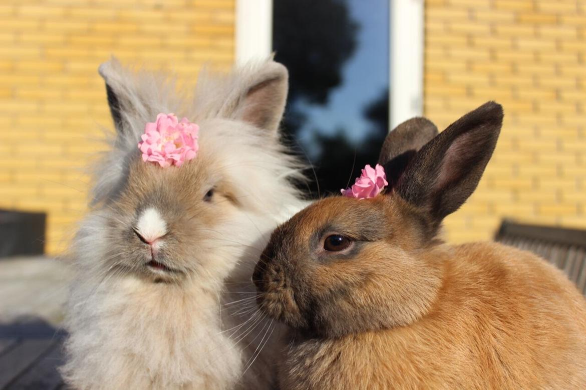 Kanin Lunte billede 9