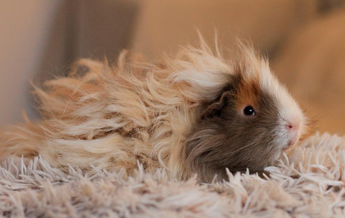 Marsvin Sikoto's Guss billede 2