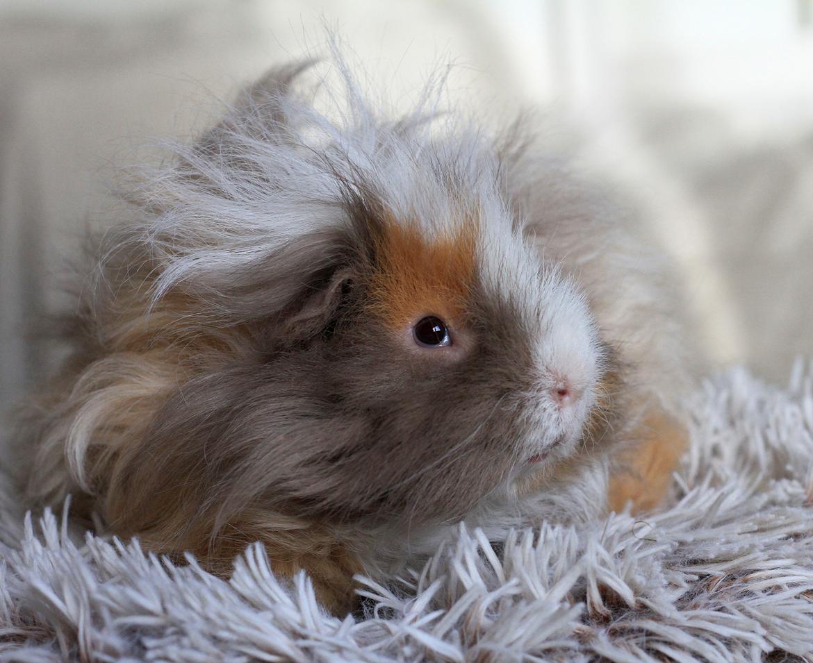 Marsvin Sikoto's Guss billede 5