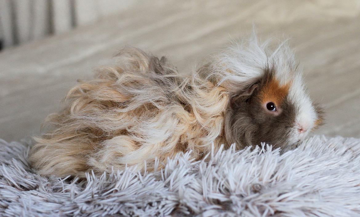 Marsvin Sikoto's Guss billede 6