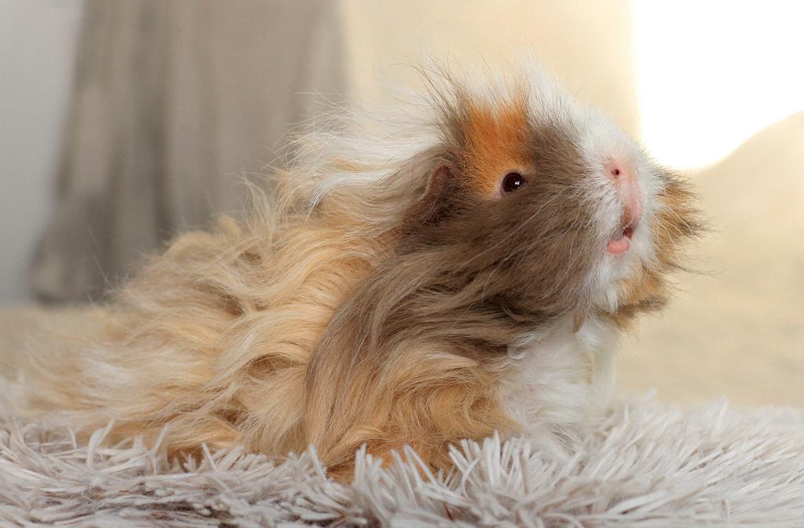 Marsvin Sikoto's Guss billede 7