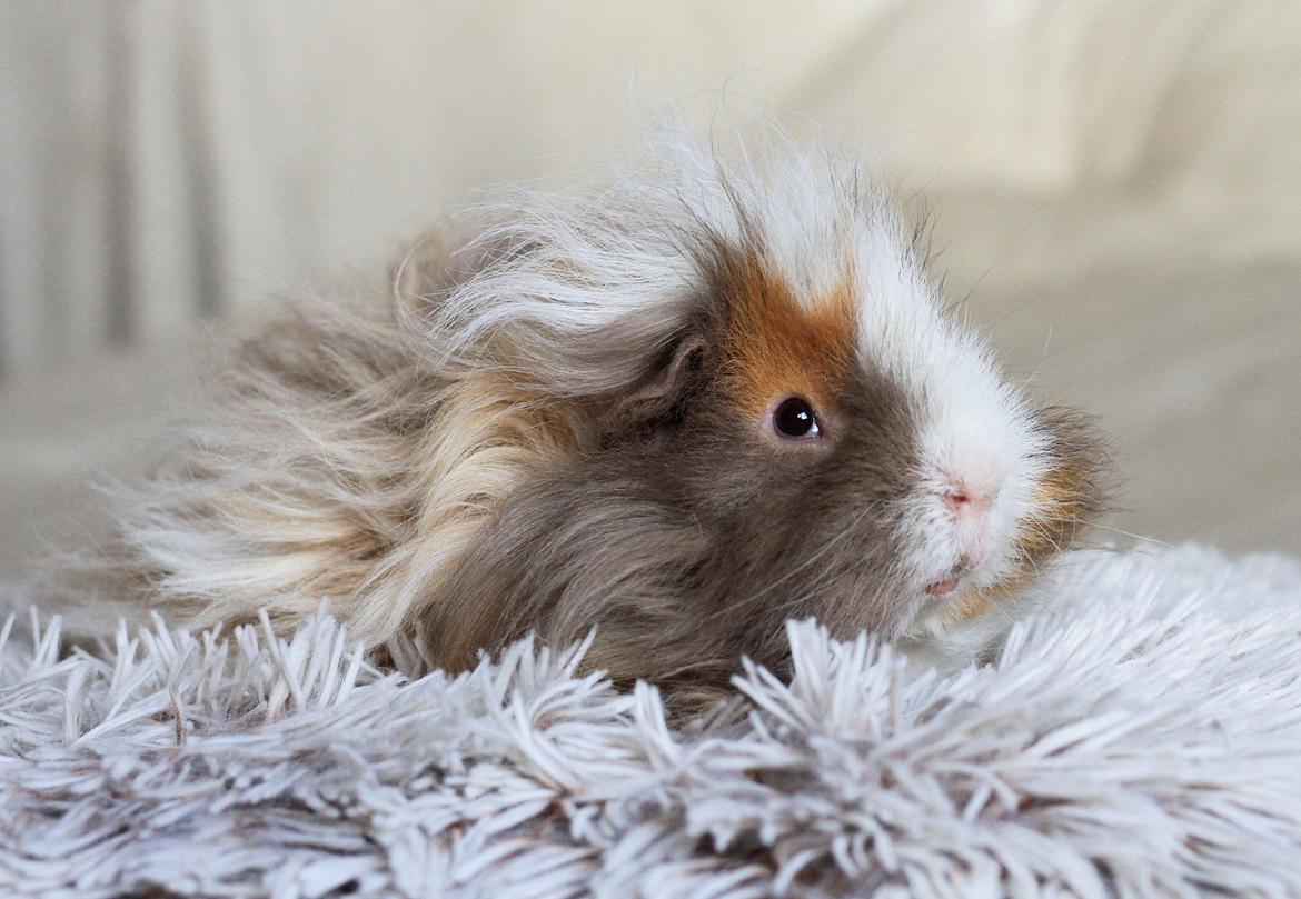 Marsvin Sikoto's Guss billede 3