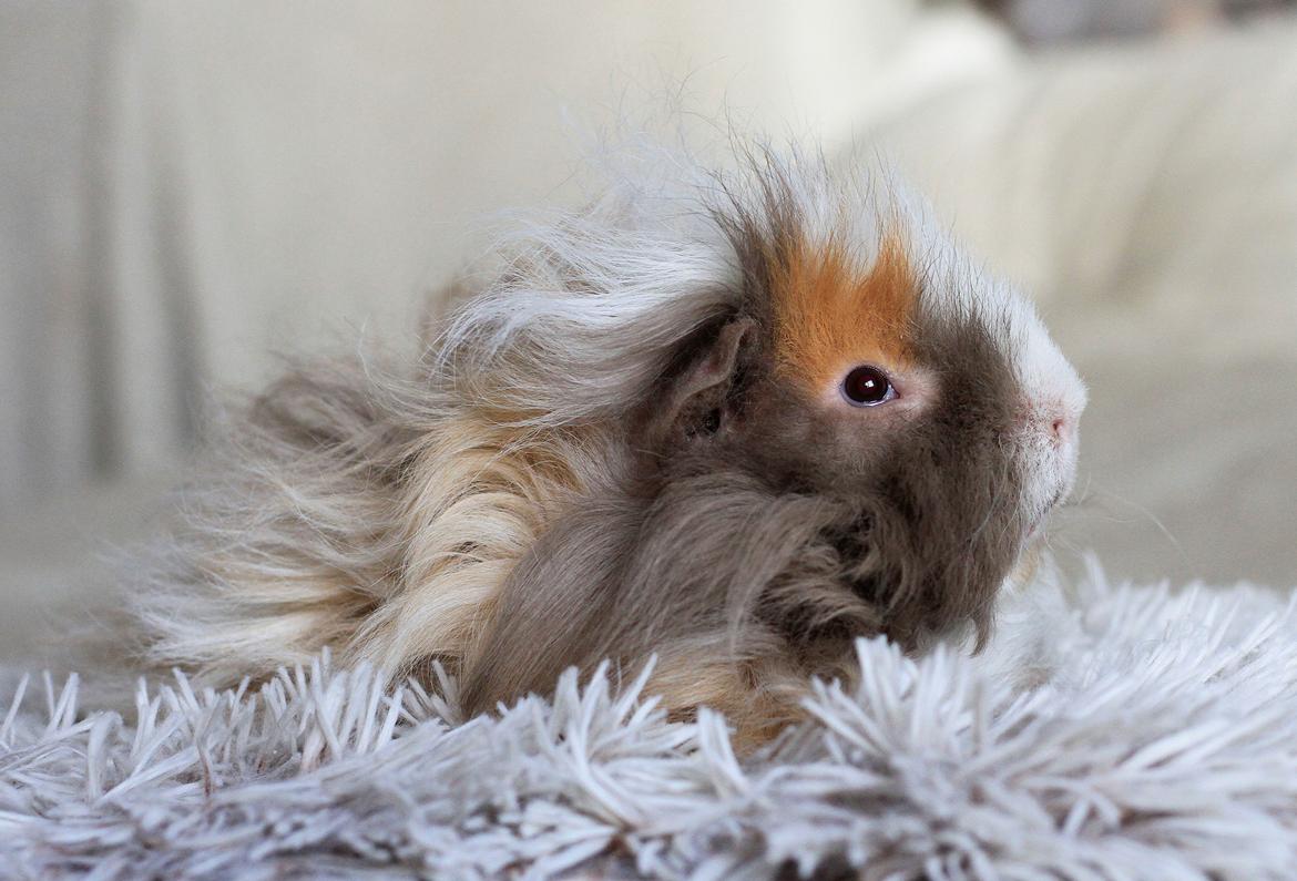 Marsvin Sikoto's Guss billede 8