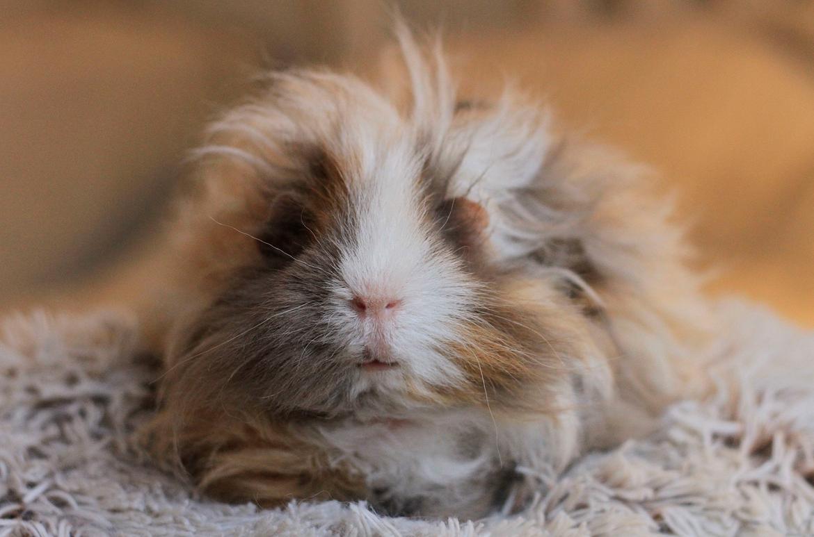 Marsvin Sikoto's Guss billede 4