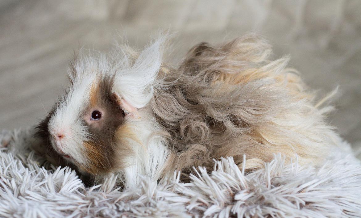 Marsvin Sikoto's Guss billede 13