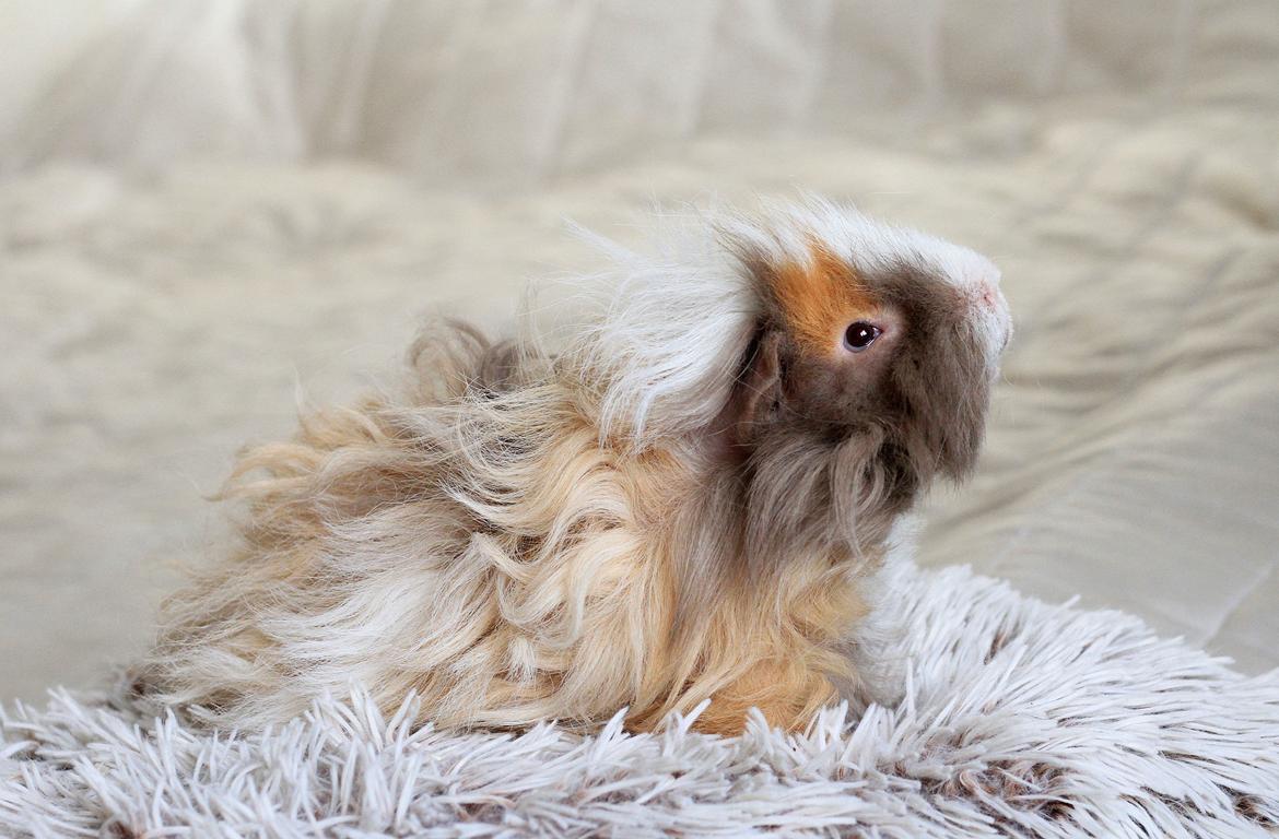 Marsvin Sikoto's Guss billede 1