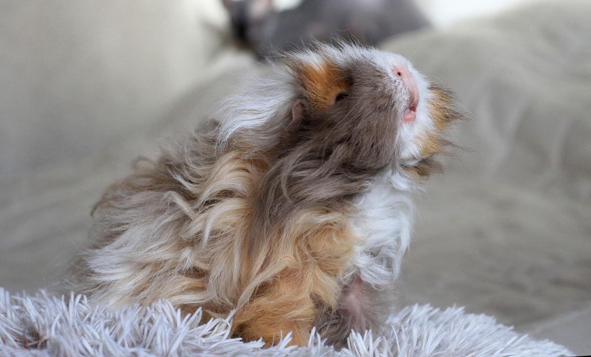 Marsvin Sikoto's Guss billede 9